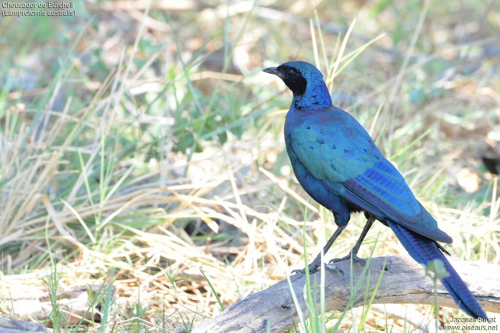 Burchell's Starlingadult