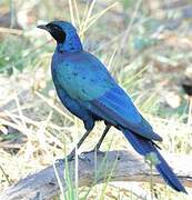 Burchell's Starling