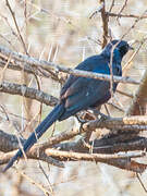 Meves's Starling