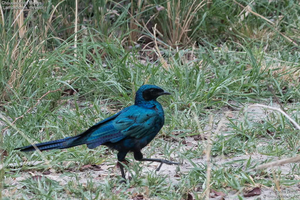 Meves's Starling