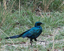 Meves's Starling