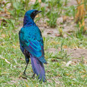 Meves's Starling