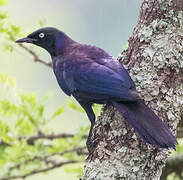 Rüppell's Starling