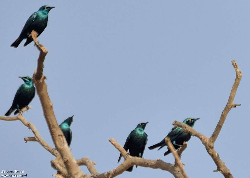 Lesser Blue-eared Starlingadult