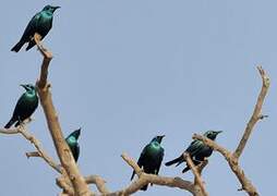 Lesser Blue-eared Starling