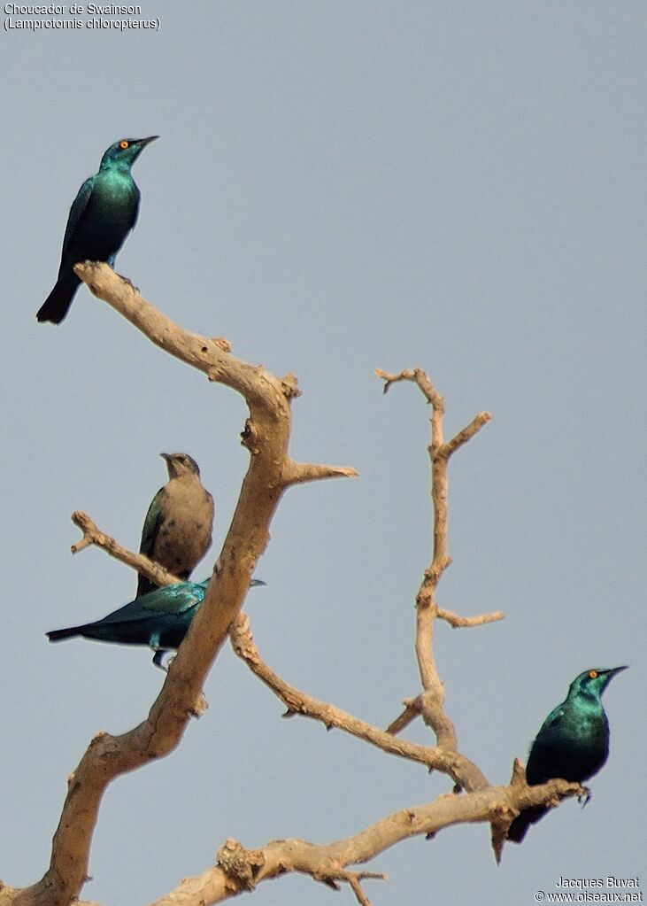 Lesser Blue-eared Starlingimmature