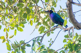 Purple Starling