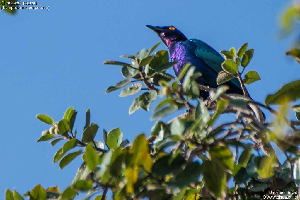 Purple Starlingadult