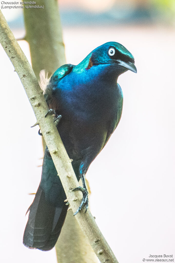 Splendid Starling female adult