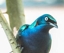 Splendid Starling