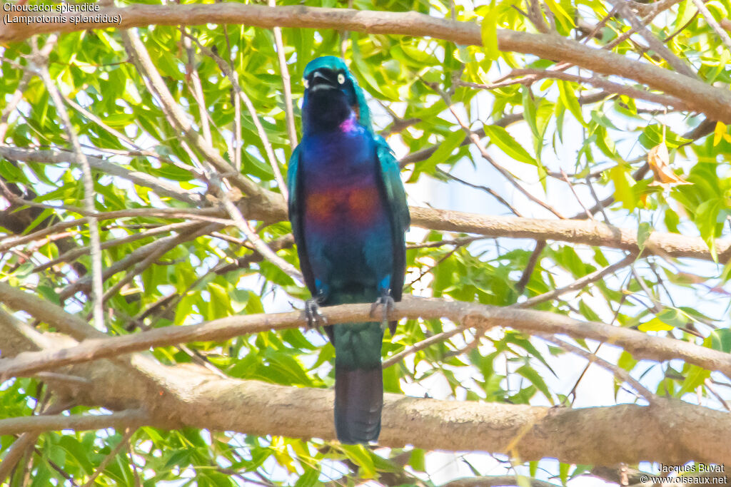 Splendid Starling male adult