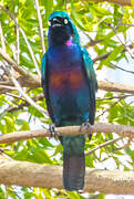 Splendid Starling