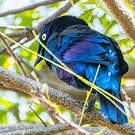 Choucador splendide