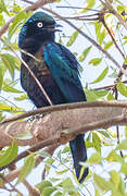 Splendid Starling