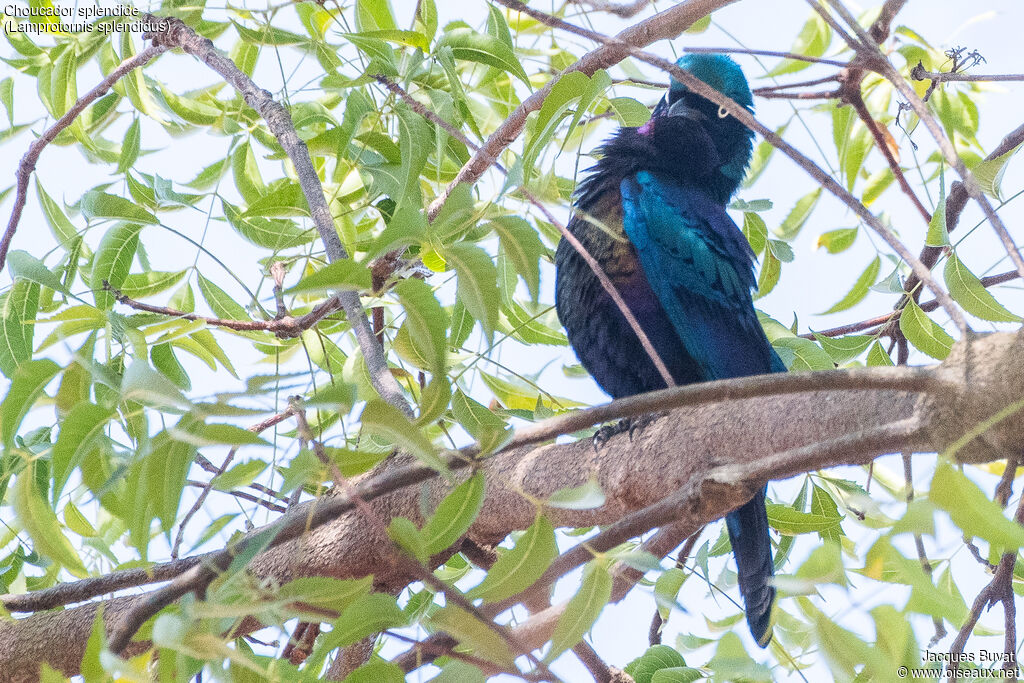 Splendid Starling male adult