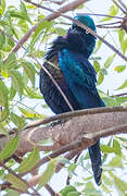 Splendid Starling