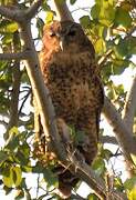 Pel's Fishing Owl