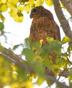 Pel's Fishing Owl