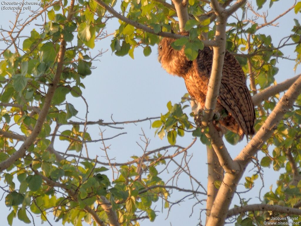 Pel's Fishing Owl