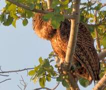 Pel's Fishing Owl