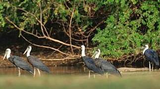 Cigogne à pattes noires