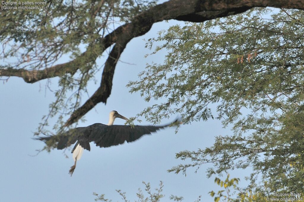 African Woolly-necked Storkadult breeding