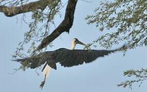 Cigogne à pattes noires