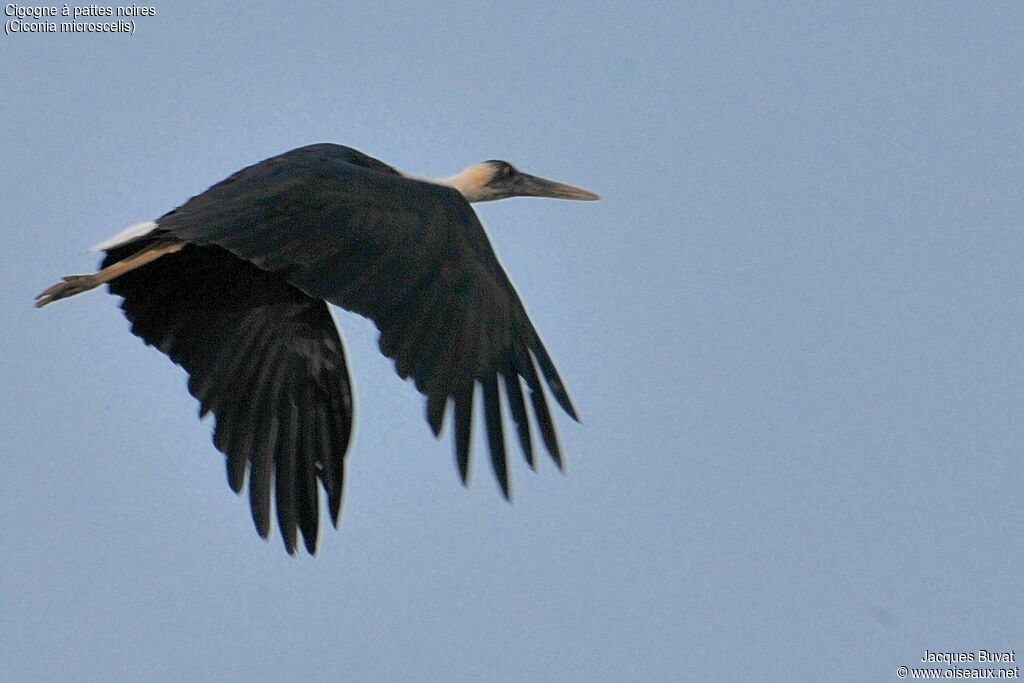 Cigogne à pattes noiresadulte nuptial