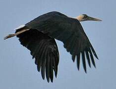 African Woolly-necked Stork