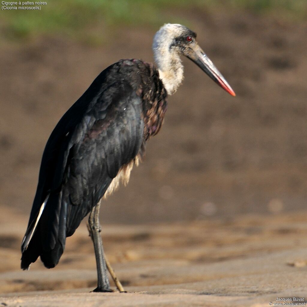 African Woolly-necked Storkadult breeding, close-up portrait, aspect, pigmentation