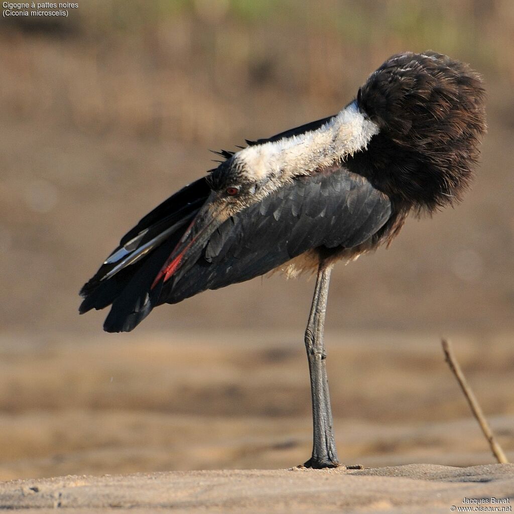 African Woolly-necked Storkadult breeding, identification, care, aspect, pigmentation