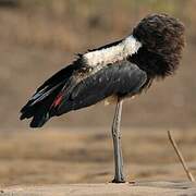 African Woolly-necked Stork