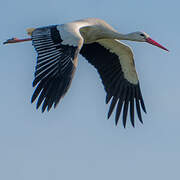 Cigogne blanche