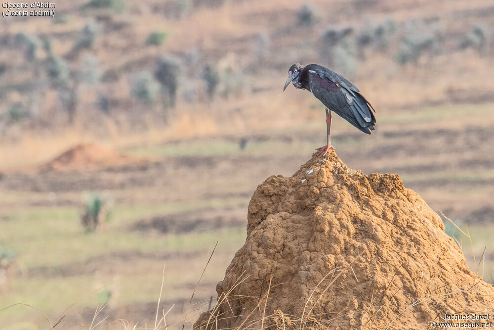 Abdim's Storkadult, identification, habitat, aspect