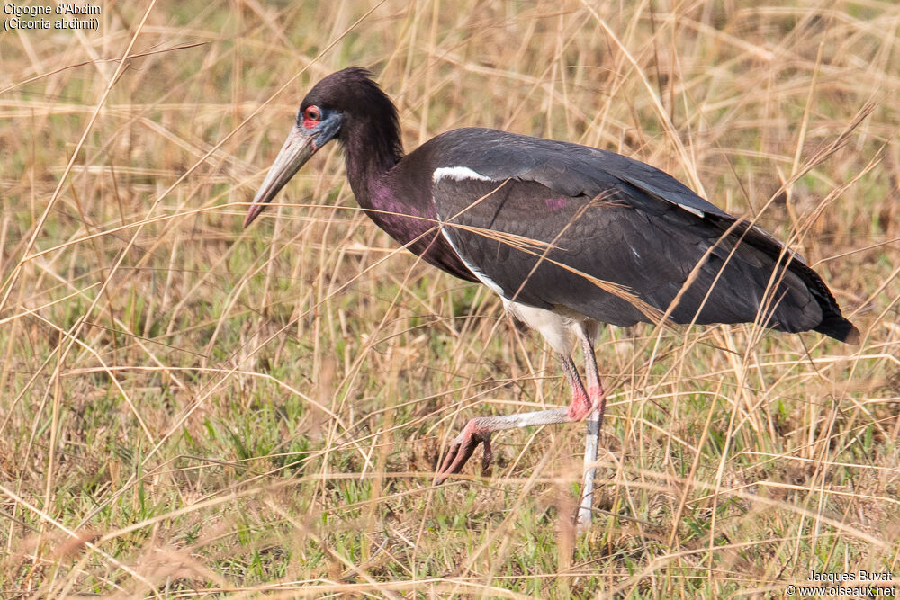 Cigogne d'Abdimadulte nuptial