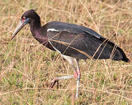 Cigogne d'Abdim