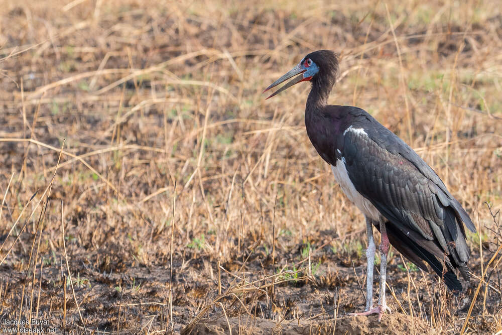 Cigogne d'Abdimadulte nuptial, identification