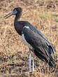 Cigogne d'Abdim