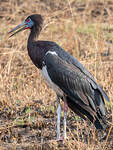 Cigogne d'Abdim