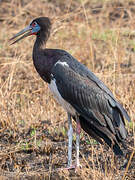 Cigogne d'Abdim