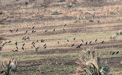 Cigogne d'Abdim