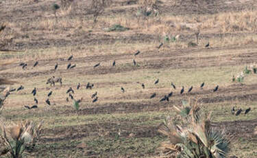 Cigogne d'Abdim