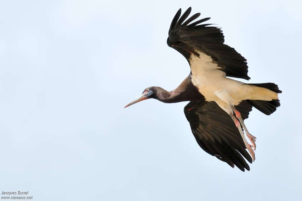 Abdim's Storkadult breeding, pigmentation, Flight