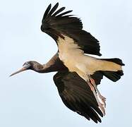 Abdim's Stork