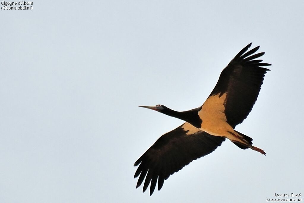 Cigogne d'Abdim