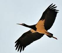 Abdim's Stork