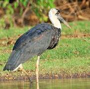 Woolly-necked Stork