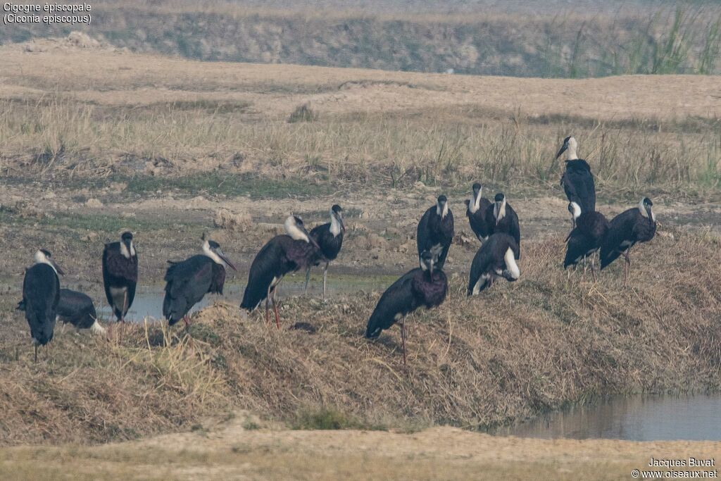 Cigogne épiscopaleadulte nuptial, habitat, composition, pigmentation