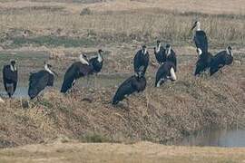 Woolly-necked Stork