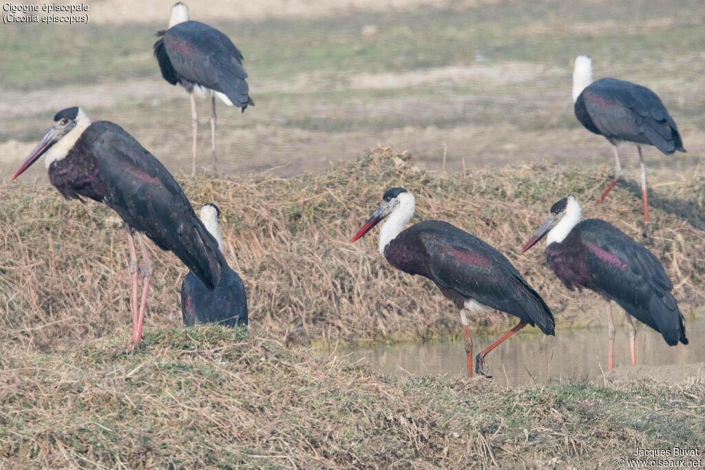 Woolly-necked Stork